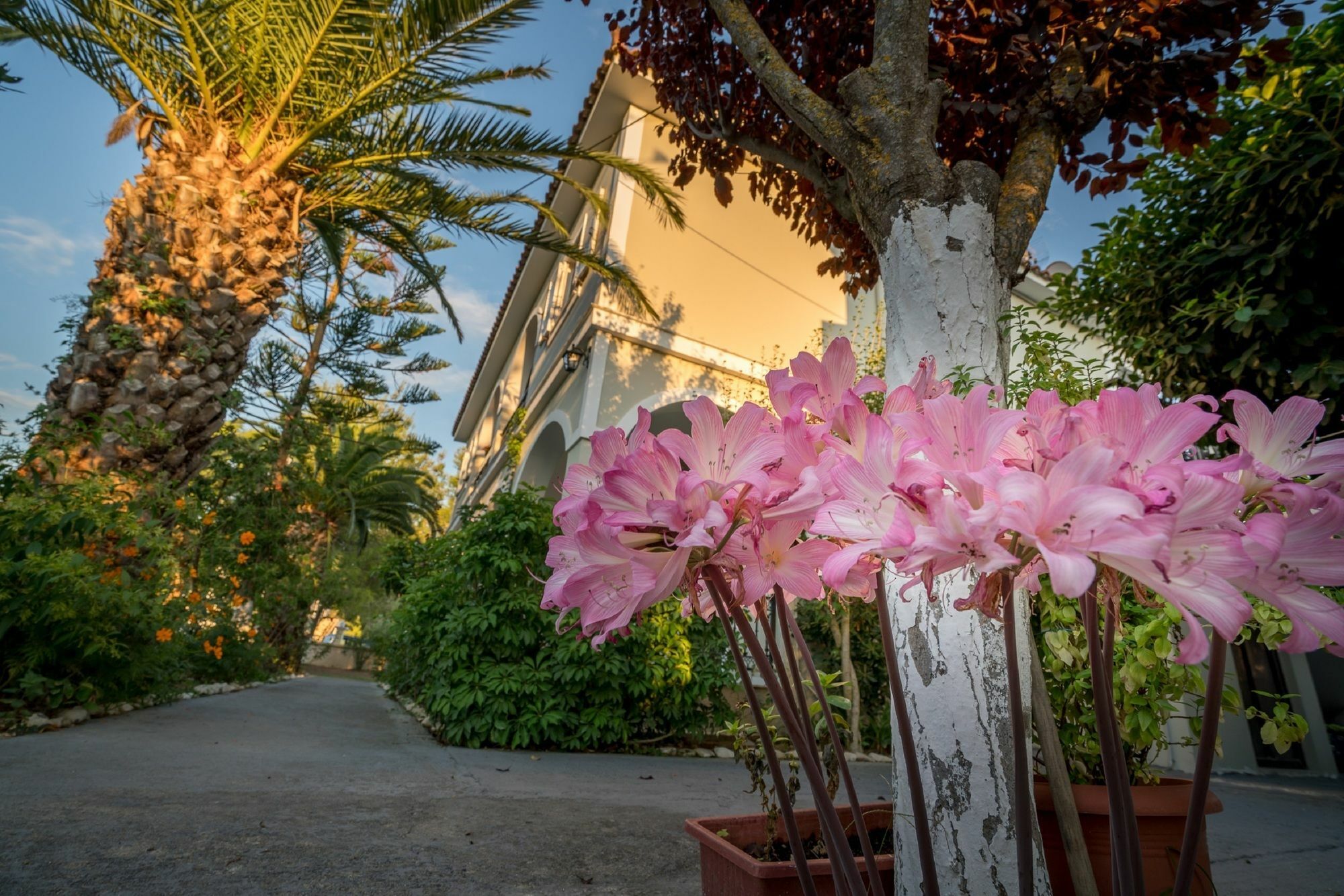 Tota Studios Tsilivi  Exterior photo